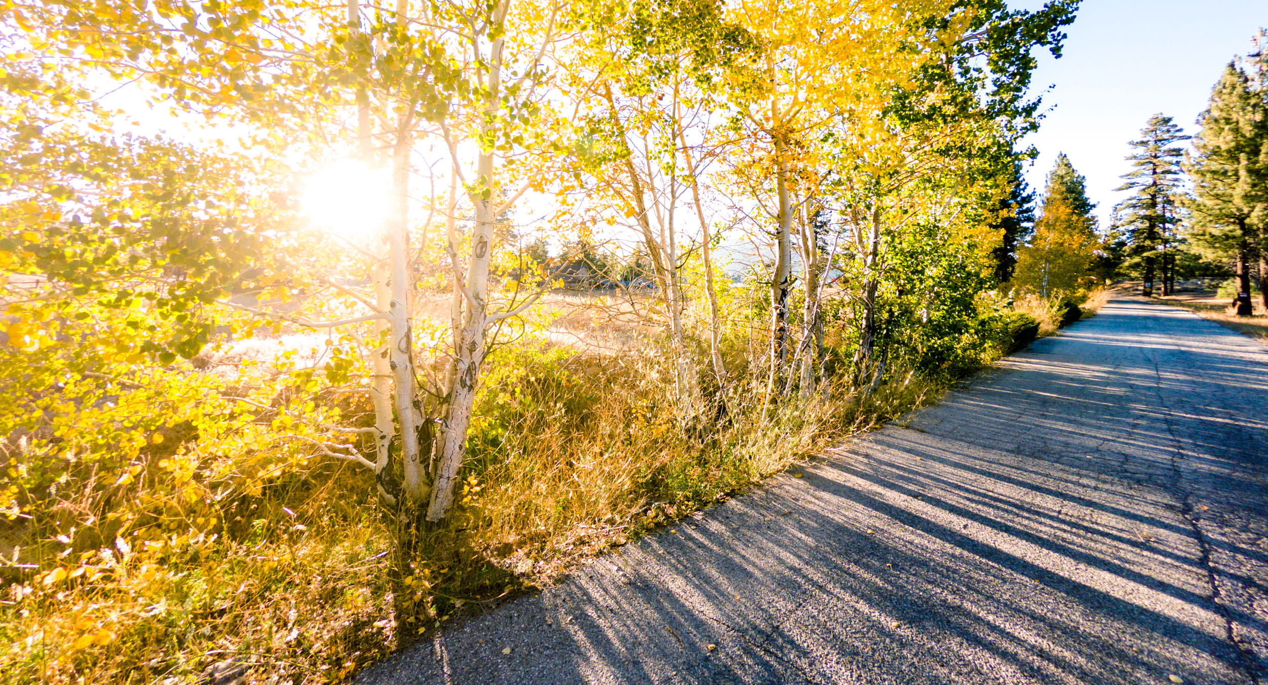 Yellow trees near a road